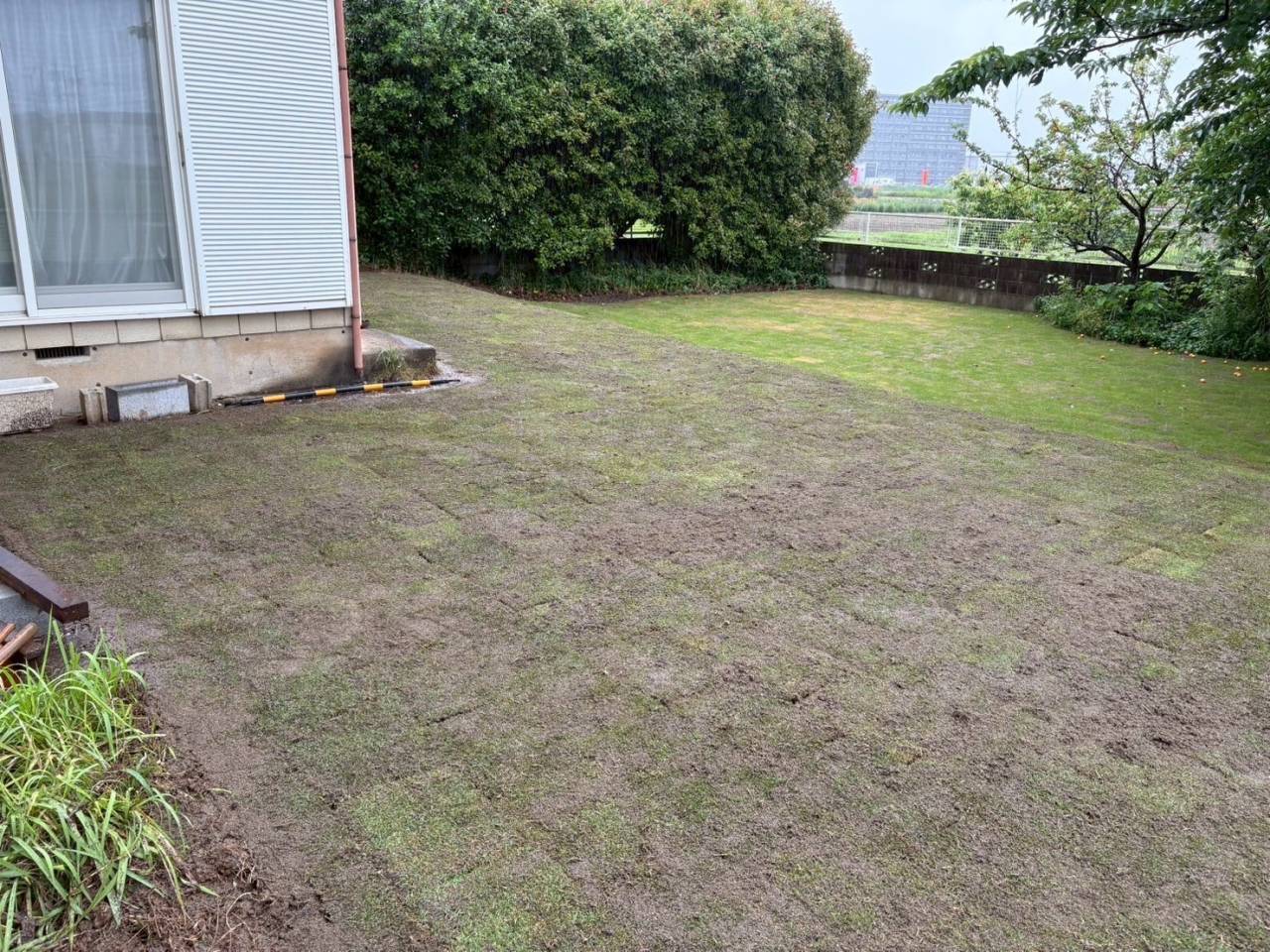 埼玉県さいたま市　天然芝施工